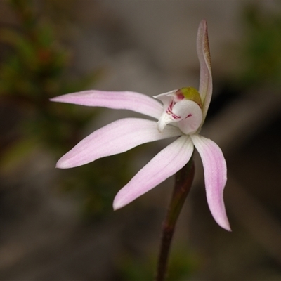 Caladenia fuscata (Dusky Fingers) at Aranda, ACT - 7 Sep 2025 by RobertD