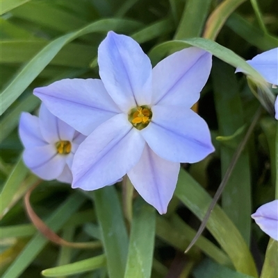 Ipheion uniflorum (Spring Star-flower) at Lyneham, ACT - 8 Sep 2025 by Lisa.Jok