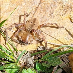 Neosparassus sp. (genus) (Badge huntsman) at Gundaroo, NSW - 8 Sep 2025 by Gunyijan