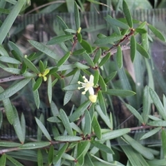 Micrantheum hexandrum (Box Micrantheum) at Currowan, NSW - 8 Sep 2025 by UserCqoIFqhZ