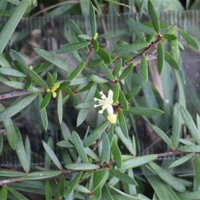 Micrantheum hexandrum (Box Micrantheum) at Currowan, NSW - 8 Sep 2025 by UserCqoIFqhZ
