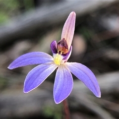 Caladenia caerulea (Blue Fingers, Blue Fairies) at Crowther, NSW - 7 Sep 2025 by Frecko