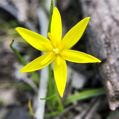 Pauridia vaginata (Yellow Star) at Crowther, NSW - 7 Sep 2025 by Frecko