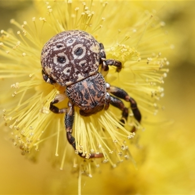 Cymbacha ocellata (Crab spider) at  - suppressed by DianneClarke