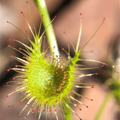 Drosera auriculata (Tall Sundew) at Crowther, NSW - 7 Sep 2025 by Frecko