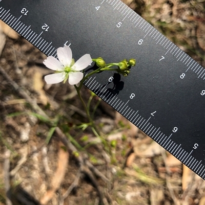 Drosera auriculata (Tall Sundew) at Crowther, NSW - 7 Sep 2025 by Frecko