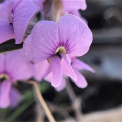 Hovea heterophylla (Common Hovea) at Crowther, NSW - 7 Sep 2025 by Frecko