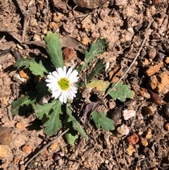 Brachyscome willisii at Crowther, NSW - 7 Sep 2025 by Frecko