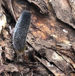 Drechmeria gunnii (Dark Vegetable Caterpillar) at Crowther, NSW - 7 Sep 2025 by Frecko
