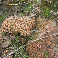 Unverified Lichen at Morton Plains, VIC - 29 Aug 2010 by WendyEM