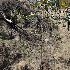 Eucalyptus camphora subsp. humeana (Mountain Swamp Gum) at Bonython, ACT - 8 Sep 2025 by GG
