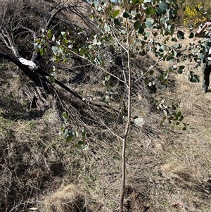 Eucalyptus camphora subsp. humeana (Mountain Swamp Gum) at Bonython, ACT - 8 Sep 2025 by GG