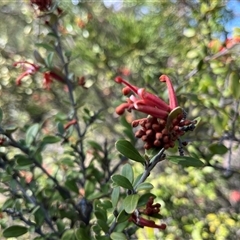 Grevillea diminuta at Bonython, ACT - 8 Sep 2025 by GG