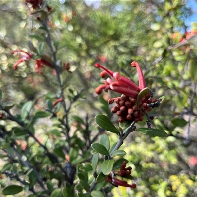 Grevillea diminuta at Bonython, ACT - 8 Sep 2025 by GG