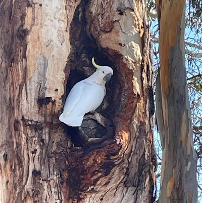 Cacatua galerita (Sulphur-crested Cockatoo) at Lyneham, ACT - 8 Sep 2025 by Lisa.Jok