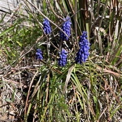 Muscari armeniacum (Grape Hyacinth) at Lyneham, ACT - 8 Sep 2025 by Lisa.Jok