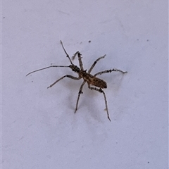 Reduviidae (family) (An assassin bug) at Gordon, ACT - 5 Sep 2025 by GG