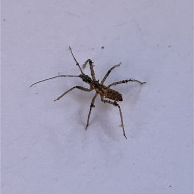 Reduviidae (family) (An assassin bug) at Gordon, ACT - 5 Sep 2025 by GG