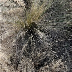 Nassella trichotoma (Serrated Tussock) at Bonython, ACT - 8 Sep 2025 by GG