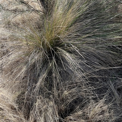 Nassella trichotoma (Serrated Tussock) at Bonython, ACT - 8 Sep 2025 by GG