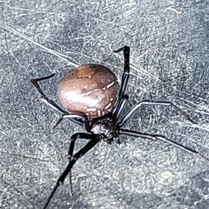 Latrodectus hasselti (Redback Spider) at Gundaroo, NSW - 8 Sep 2025 by Gunyijan