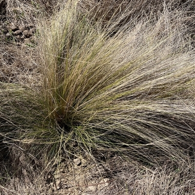 Nassella trichotoma (Serrated Tussock) at Bonython, ACT - 8 Sep 2025 by GG
