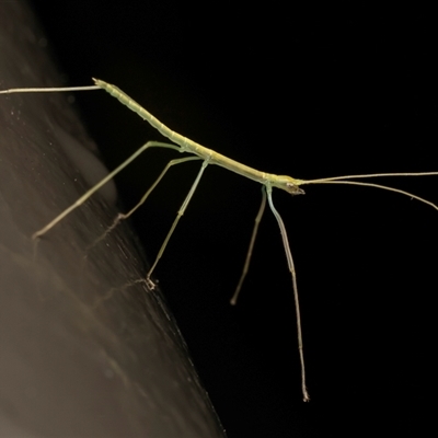 Phasmatodea (order) at Acton, ACT - 8 Sep 2025 by Roger