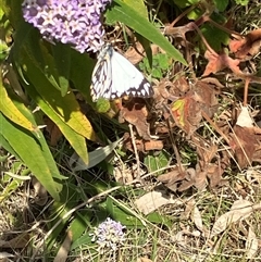 Belenois java (Caper White) at Canyonleigh, NSW - 8 Sep 2025 by blacksheep