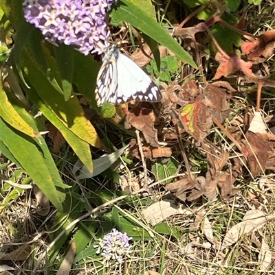 Belenois java (Caper White) at Canyonleigh, NSW - 8 Sep 2025 by blacksheep