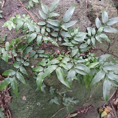 Arthropteris tenella (Climbing Fern) at Berkeley, NSW - 8 Sep 2025 by plants