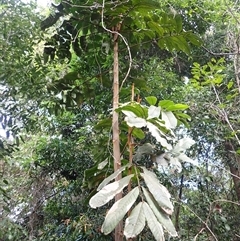Diploglottis australis (Native Tamarid) at Berkeley, NSW - 8 Sep 2025 by plants