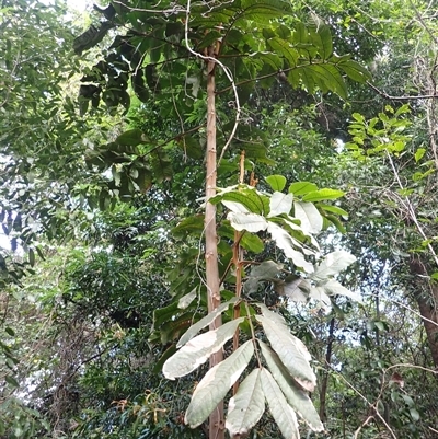 Diploglottis australis (Native Tamarid) at Berkeley, NSW - 8 Sep 2025 by plants