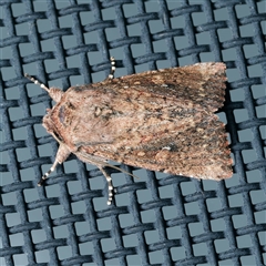 Dasygaster padockina (Tasmanian Cutworm) at Harrison, ACT - 7 Sep 2025 by DPRees125
