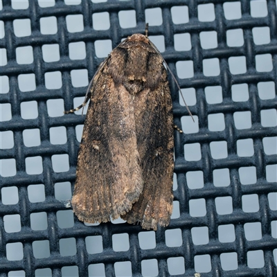Proteuxoa provisional species 1 at Harrison, ACT - 7 Sep 2025 by DPRees125