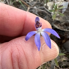 Caladenia caerulea (Blue Fingers, Blue Fairies) at Aranda, ACT - 8 Sep 2025 by lbradley