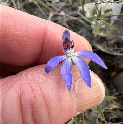 Caladenia caerulea (Blue Fingers, Blue Fairies) at Aranda, ACT - 8 Sep 2025 by lbradley