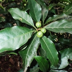 Actephila mooreana at Berkeley, NSW - 8 Sep 2025 by plants