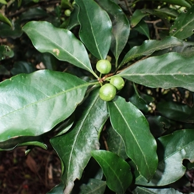 Actephila mooreana at Berkeley, NSW - 8 Sep 2025 by plants