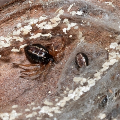Euryopis umbilicata (Striped tick spider) at Higgins, ACT - 18 Aug 2025 by AlisonMilton