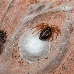 Euryopis umbilicata at Higgins, ACT - 18 Aug 2025 09:31 AM