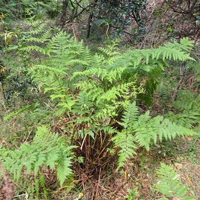 Pteris tremula (Tender Brake) at Berkeley, NSW - 8 Sep 2025 by plants