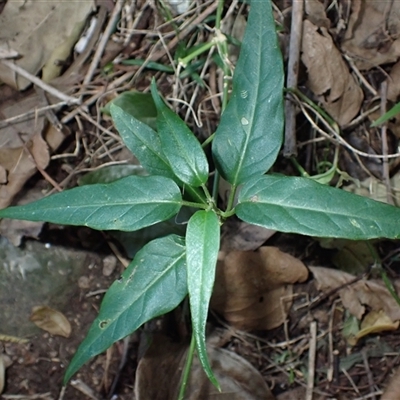 Cynanchum elegans (White-flowered Wax Plant) at Berkeley, NSW - 8 Sep 2025 by plants