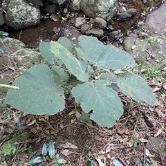 Dendrocnide excelsa (Stinging Tree) at Berkeley, NSW - 8 Sep 2025 by plants