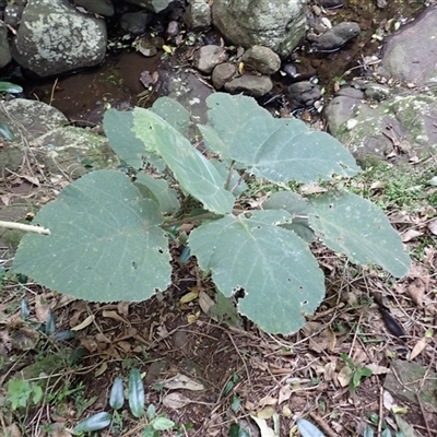 Dendrocnide excelsa (Stinging Tree) at Berkeley, NSW - 8 Sep 2025 by plants