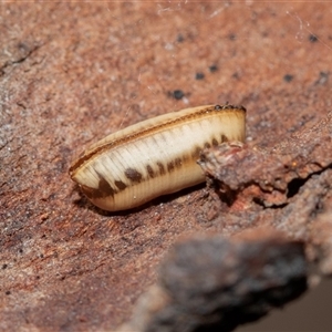 Blattodea (order) (Unidentified cockroach) at Higgins, ACT - 18 Aug 2025 by AlisonMilton