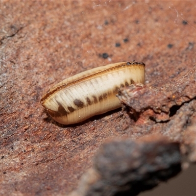 Blattodea (order) (Unidentified cockroach) at Higgins, ACT - 18 Aug 2025 by AlisonMilton