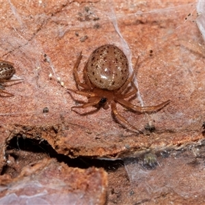 Euryopis sp. (genus) (An ant eating spider) at Higgins, ACT - 18 Aug 2025 by AlisonMilton
