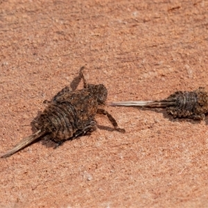 Fulgoroidea (superfamily) (Unidentified fulgoroid planthopper) at Higgins, ACT - 18 Aug 2025 by AlisonMilton