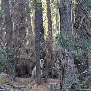 Wallabia bicolor (Swamp Wallaby) at Watson, ACT - 8 Sep 2025 by TeeCherry