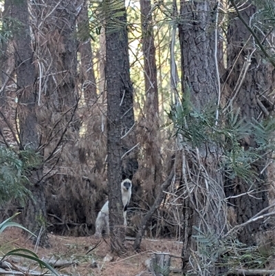Wallabia bicolor (Swamp Wallaby) at Watson, ACT - 8 Sep 2025 by TeeCherry